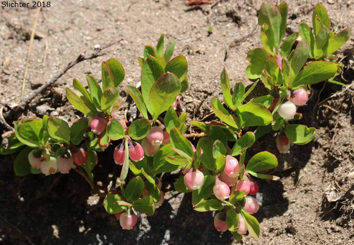 Blueleaf Huckleberry, Blue-leaved Huckleberry, Cascade Bilberry, Cascade Blueberry, Cascade Huckleberry, Rainier Blueberry: Vaccinium deliciosum