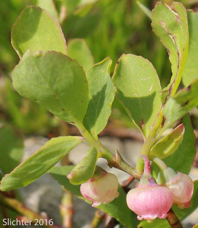 Blueleaf Huckleberry, Blue-leaved Huckleberry, Cascade Bilberry, Cascade Blueberry, Cascade Huckleberry, Rainier Blueberry: Vaccinium deliciosum
