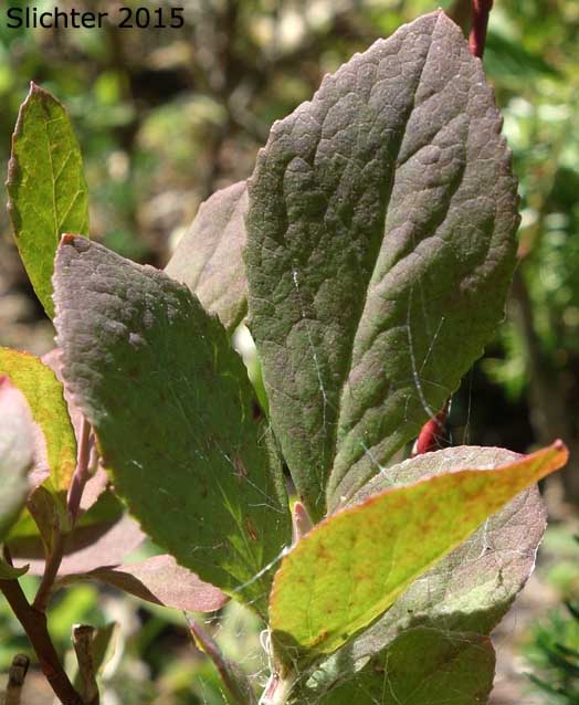 Blueleaf Huckleberry, Blue-leaved Huckleberry, Cascade Bilberry, Cascade Blueberry, Cascade Huckleberry, Rainier Blueberry: Vaccinium deliciosum