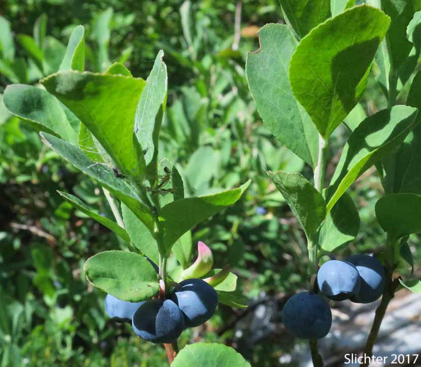 Blueleaf Huckleberry, Blue-leaved Huckleberry, Cascade Bilberry, Cascade Blueberry, Cascade Huckleberry, Rainier Blueberry: Vaccinium deliciosum