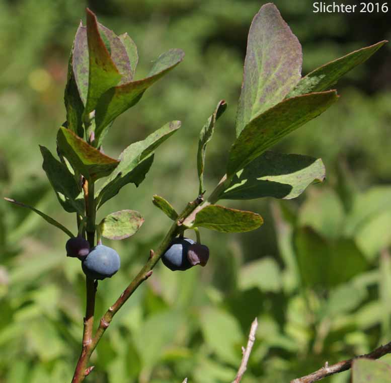 Berries of Blueleaf Huckleberry, Blue-leaved Huckleberry, Cascade Bilberry, Cascade Blueberry, Cascade Huckleberry, Rainier Blueberry: Vaccinium deliciosum