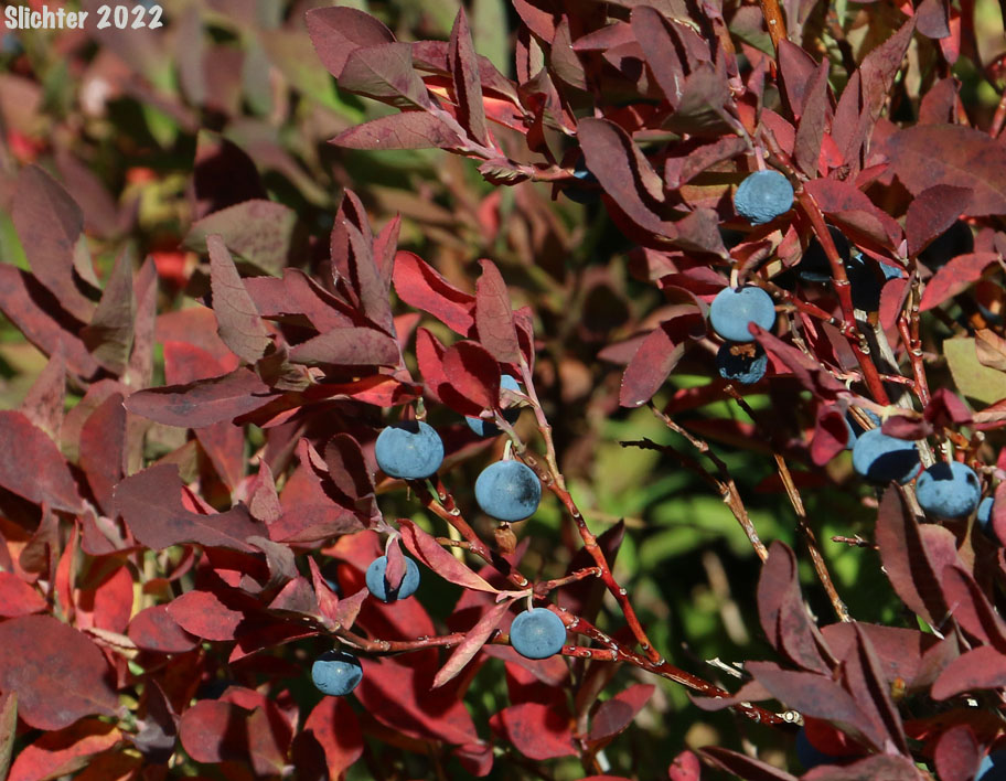 Blueleaf Huckleberry, Blue-leaved Huckleberry, Cascade Bilberry, Cascade Blueberry, Cascade Huckleberry, Rainier Blueberry: Vaccinium deliciosum