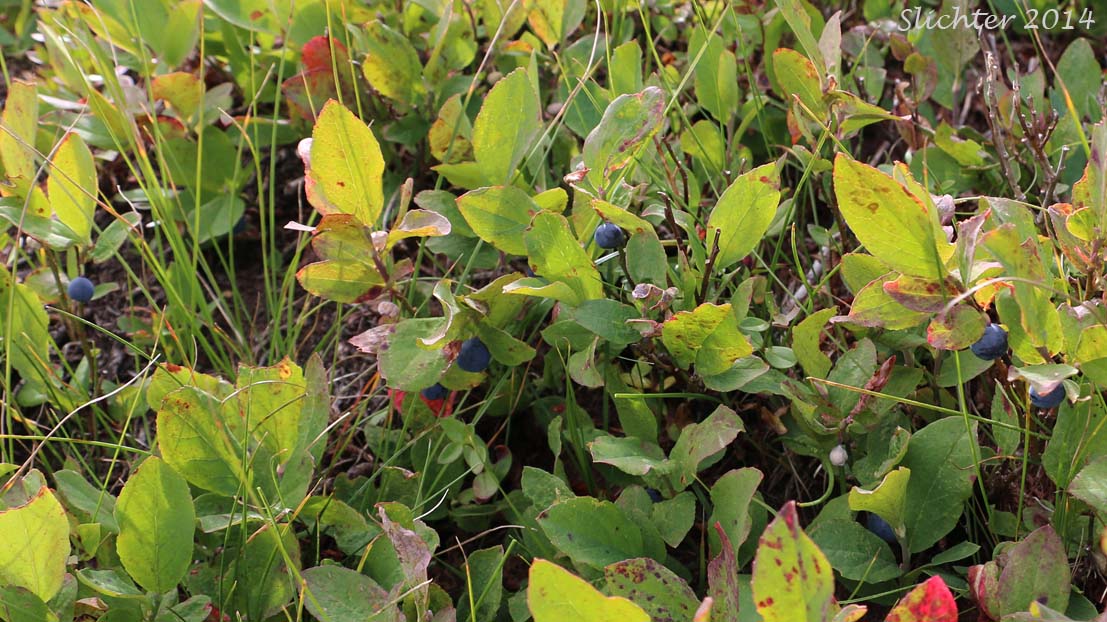 Blueleaf Huckleberry, Blue-leaved Huckleberry, Cascade Bilberry, Cascade Blueberry, Cascade Huckleberry, Rainier Blueberry: Vaccinium deliciosum