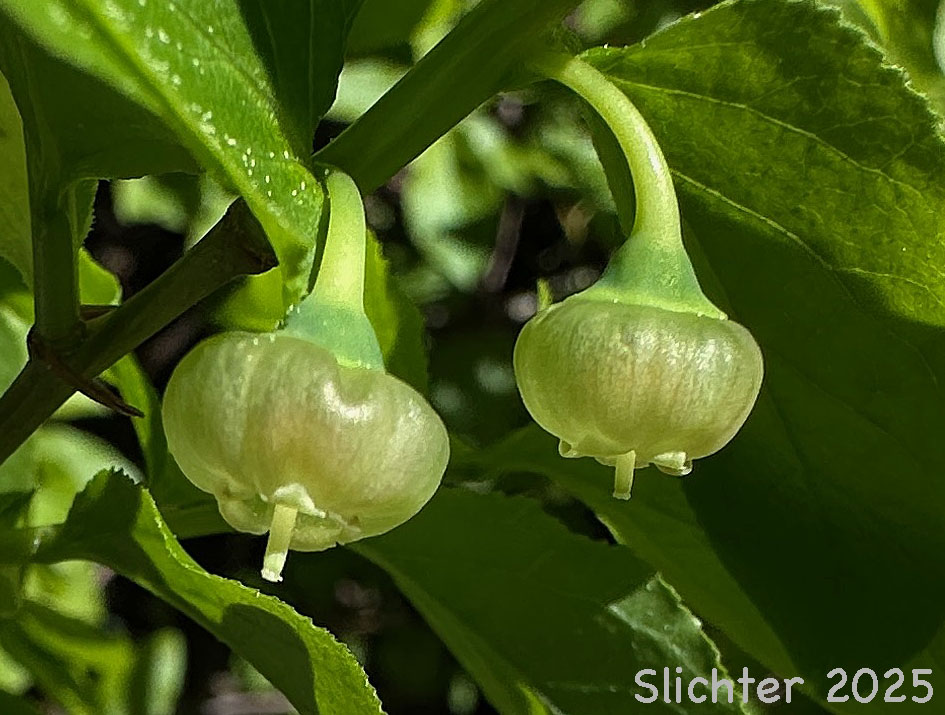 Flowers of Mountain Blueberry, Big Huckleberry, Thinleaf Huckleberry, Thin-leaved Huckleberry, Tall Huckleberry, Blue Huckleberry, Square-twig Blueberry: Vaccinium membranaceum (Synonyms: Vaccinium coccinium, Vaccinium globulare, Vaccinium membranaceum var. rigidum)