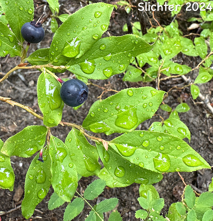 Mountain Blueberry, Big Huckleberry, Thinleaf Huckleberry, Thin-leaved Huckleberry, Tall Huckleberry, Blue Huckleberry, Square-twig Blueberry: Vaccinium membranaceum (Synonyms: Vaccinium coccinium, Vaccinium globulare, Vaccinium membranaceum var. rigidum)