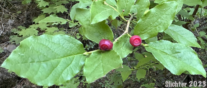 Mountain Blueberry, Big Huckleberry, Thinleaf Huckleberry, Thin-leaved Huckleberry, Tall Huckleberry, Blue Huckleberry, Square-twig Blueberry: Vaccinium membranaceum (Synonyms: Vaccinium coccinium, Vaccinium globulare, Vaccinium membranaceum var. rigidum)