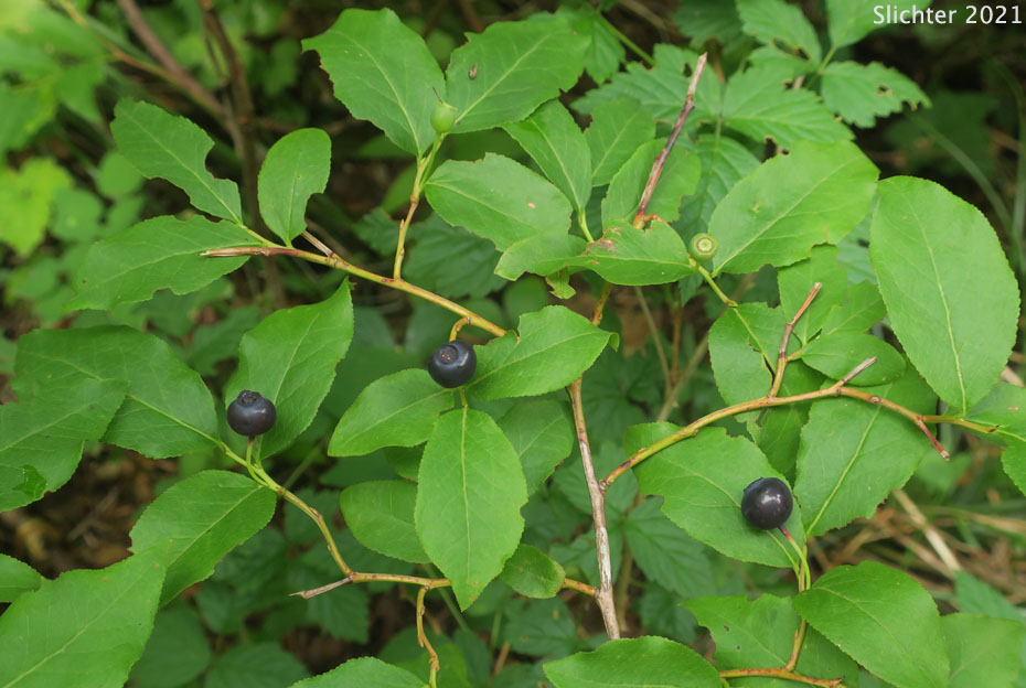 Ripe fruit and leaves of Mountain Blueberry, Big Huckleberry, Thinleaf Huckleberry, Thin-leaved Huckleberry, Tall Huckleberry, Blue Huckleberry, Square-twig Blueberry: Vaccinium membranaceum (Synonyms: Vaccinium coccinium, Vaccinium globulare, Vaccinium membranaceum var. rigidum)