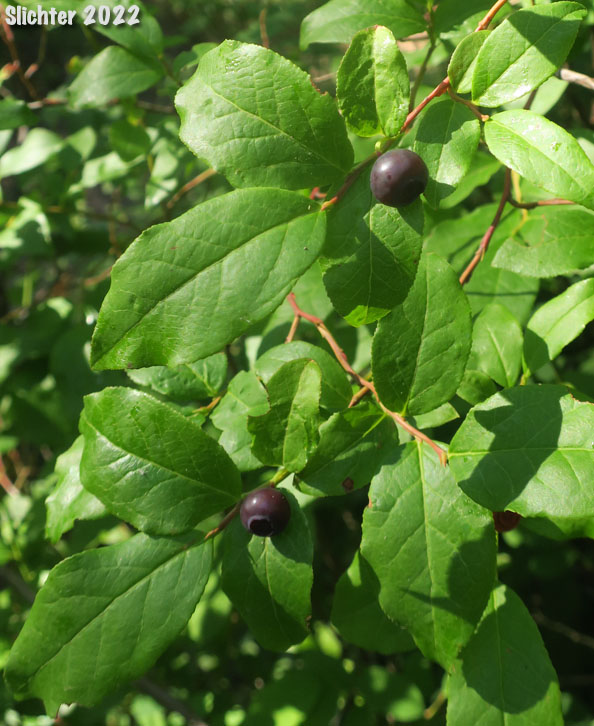 Mountain Blueberry, Big Huckleberry, Thinleaf Huckleberry, Thin-leaved Huckleberry, Tall Huckleberry, Blue Huckleberry, Square-twig Blueberry: Vaccinium membranaceum (Synonyms: Vaccinium coccinium, Vaccinium globulare, Vaccinium membranaceum var. rigidum)