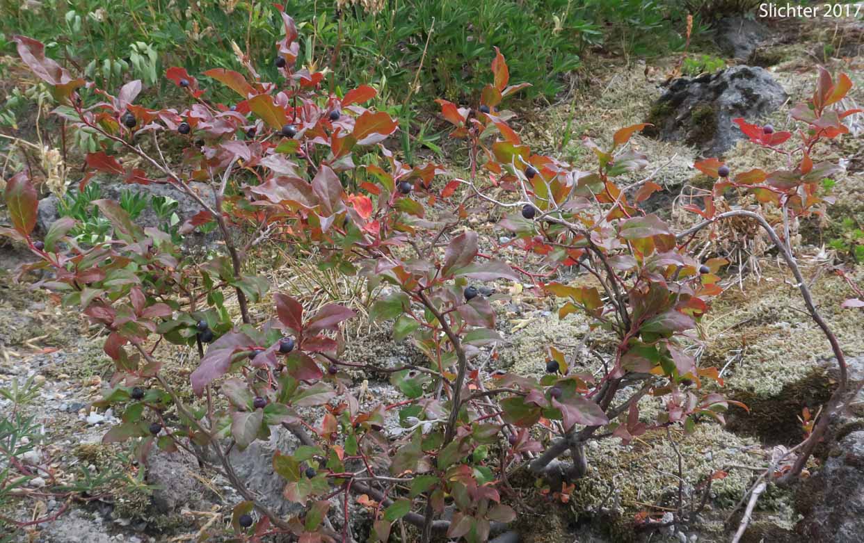 Mountain Blueberry, Big Huckleberry, Thinleaf Huckleberry, Thin-leaved Huckleberry, Tall Huckleberry, Blue Huckleberry, Square-twig Blueberry: Vaccinium membranaceum (Synonyms: Vaccinium coccinium, Vaccinium globulare, Vaccinium membranaceum var. rigidum)