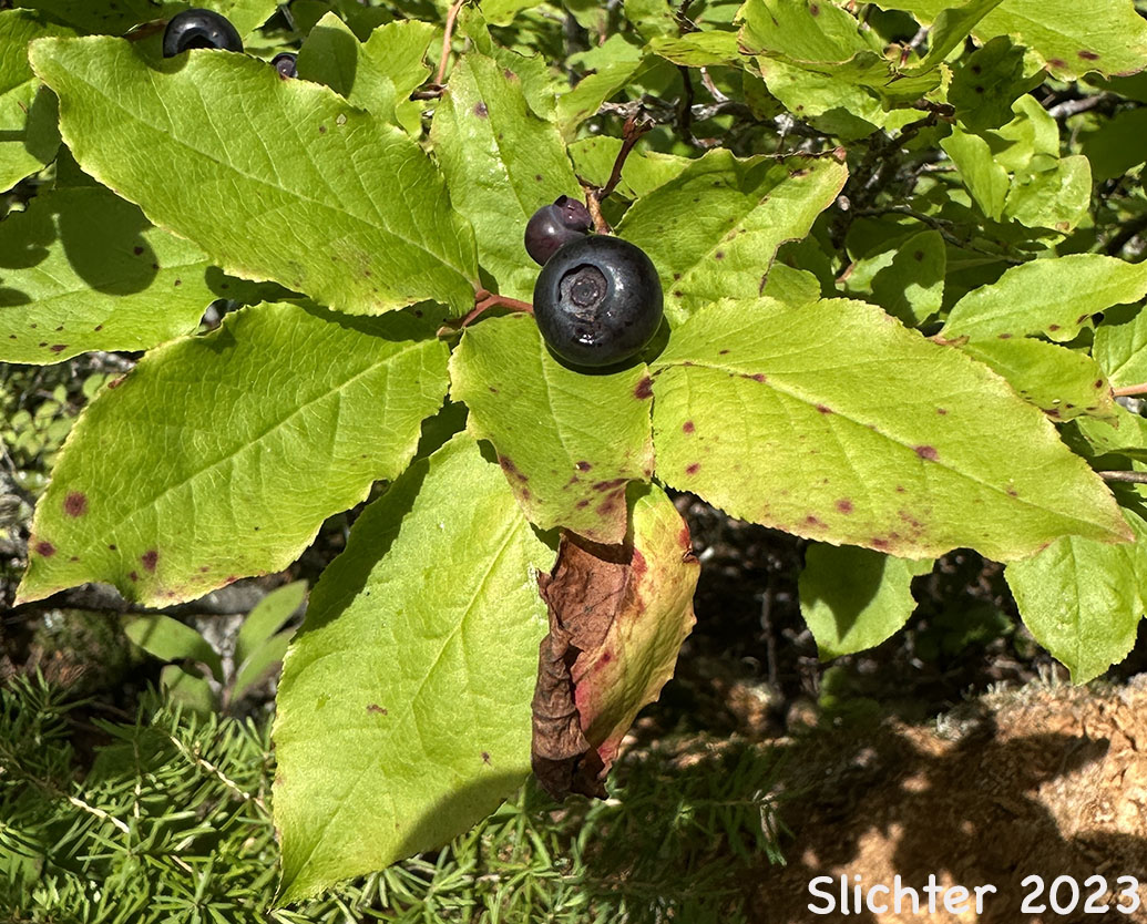 Ripe fruit of Mountain Blueberry, Big Huckleberry, Thinleaf Huckleberry, Thin-leaved Huckleberry, Tall Huckleberry, Blue Huckleberry, Square-twig Blueberry: Vaccinium membranaceum (Synonyms: Vaccinium coccinium, Vaccinium globulare, Vaccinium membranaceum var. rigidum)