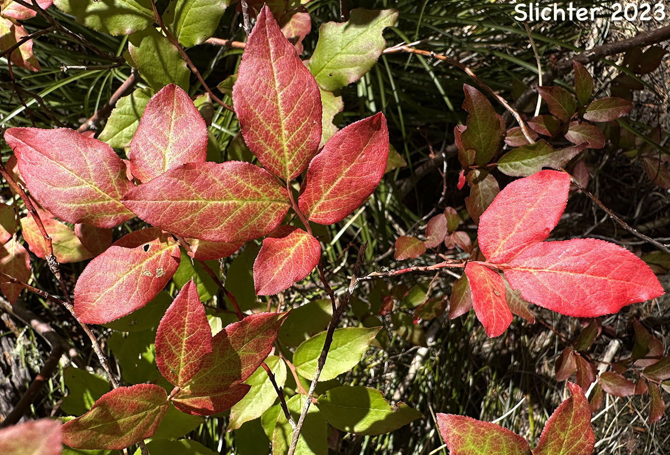 Fall leaf color of Mountain Blueberry, Big Huckleberry, Thinleaf Huckleberry, Thin-leaved Huckleberry, Tall Huckleberry, Blue Huckleberry, Square-twig Blueberry: Vaccinium membranaceum (Synonyms: Vaccinium coccinium, Vaccinium globulare, Vaccinium membranaceum var. rigidum)