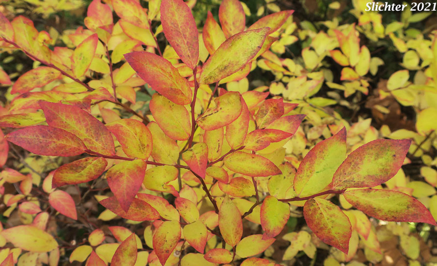 Colorful fall foliage of Mountain Blueberry, Big Huckleberry, Thinleaf Huckleberry, Thin-leaved Huckleberry, Tall Huckleberry, Blue Huckleberry, Square-twig Blueberry: Vaccinium membranaceum (Synonyms: Vaccinium coccinium, Vaccinium globulare, Vaccinium membranaceum var. rigidum)