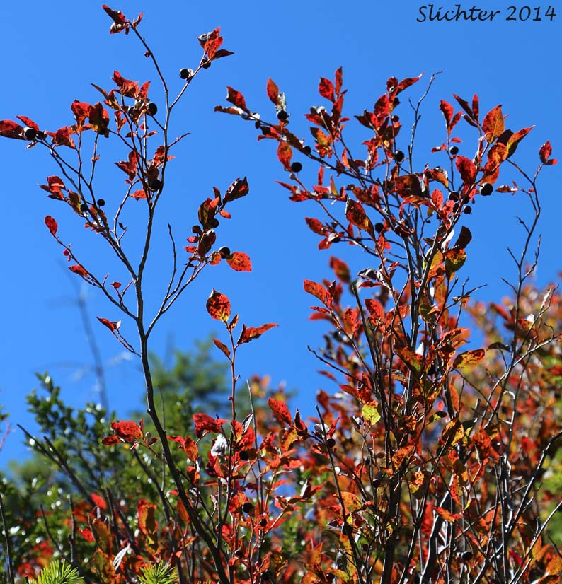 Mountain Blueberry, Big Huckleberry, Thinleaf Huckleberry, Thin-leaved Huckleberry, Tall Huckleberry, Blue Huckleberry, Square-twig Blueberry: Vaccinium membranaceum (Synonyms: Vaccinium coccinium, Vaccinium globulare, Vaccinium membranaceum var. rigidum)