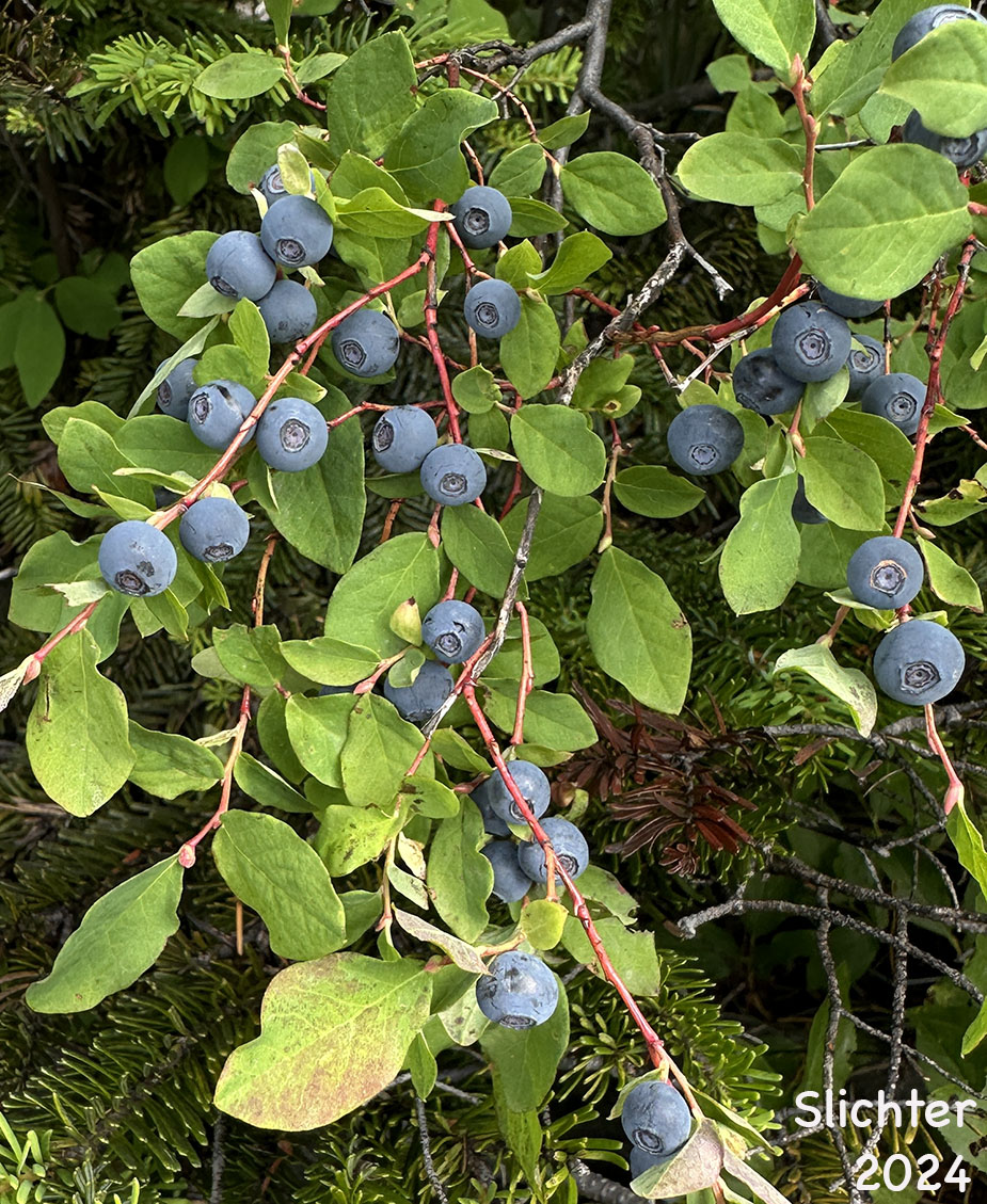 Alaska Blueberry, Early Blueberry, Oval-leaf Blueberry, Oval-leaf Huckleberry: Vaccinium ovalifolium (Synonyms: Vaccinium alaskaense, Vaccinium alaskense)