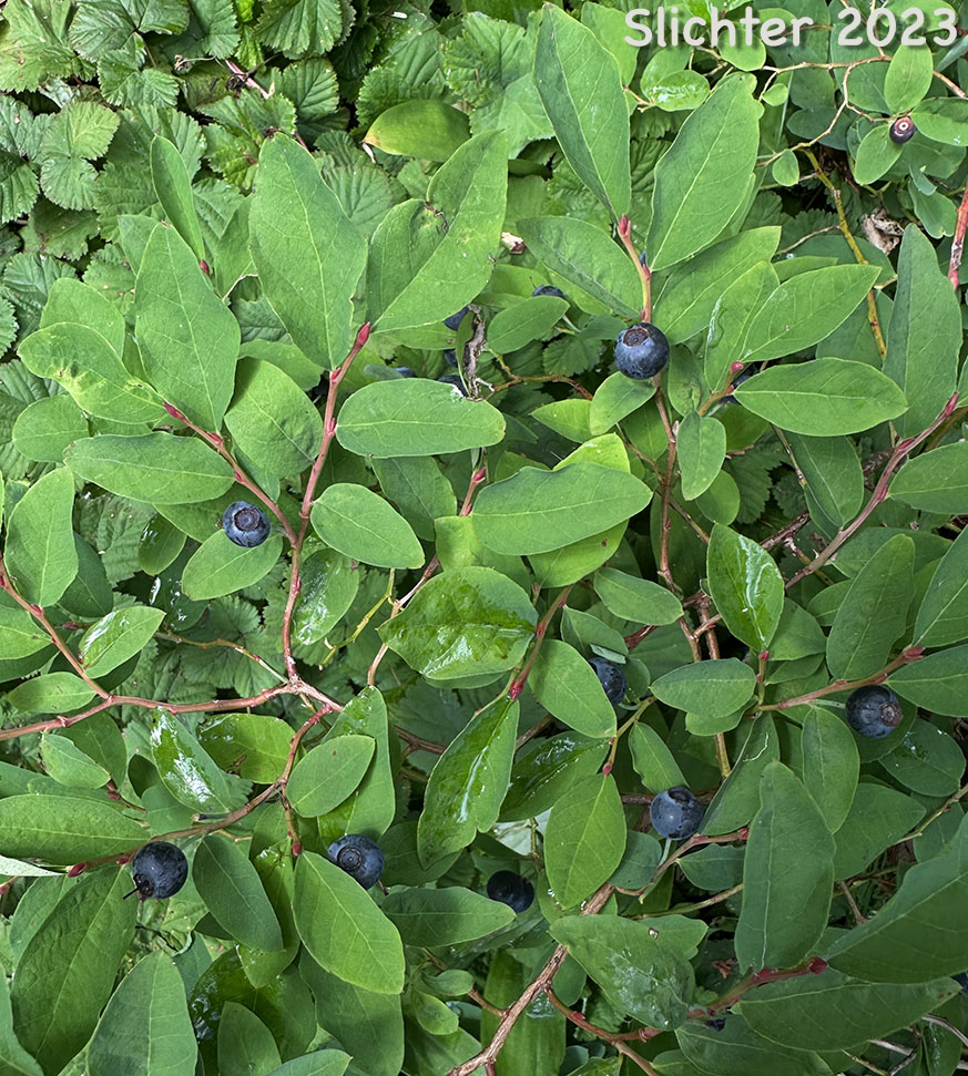 Alaska Blueberry, Early Blueberry, Oval-leaf Blueberry, Oval-leaf Huckleberry: Vaccinium ovalifolium (Synonyms: Vaccinium alaskaense, Vaccinium alaskense)