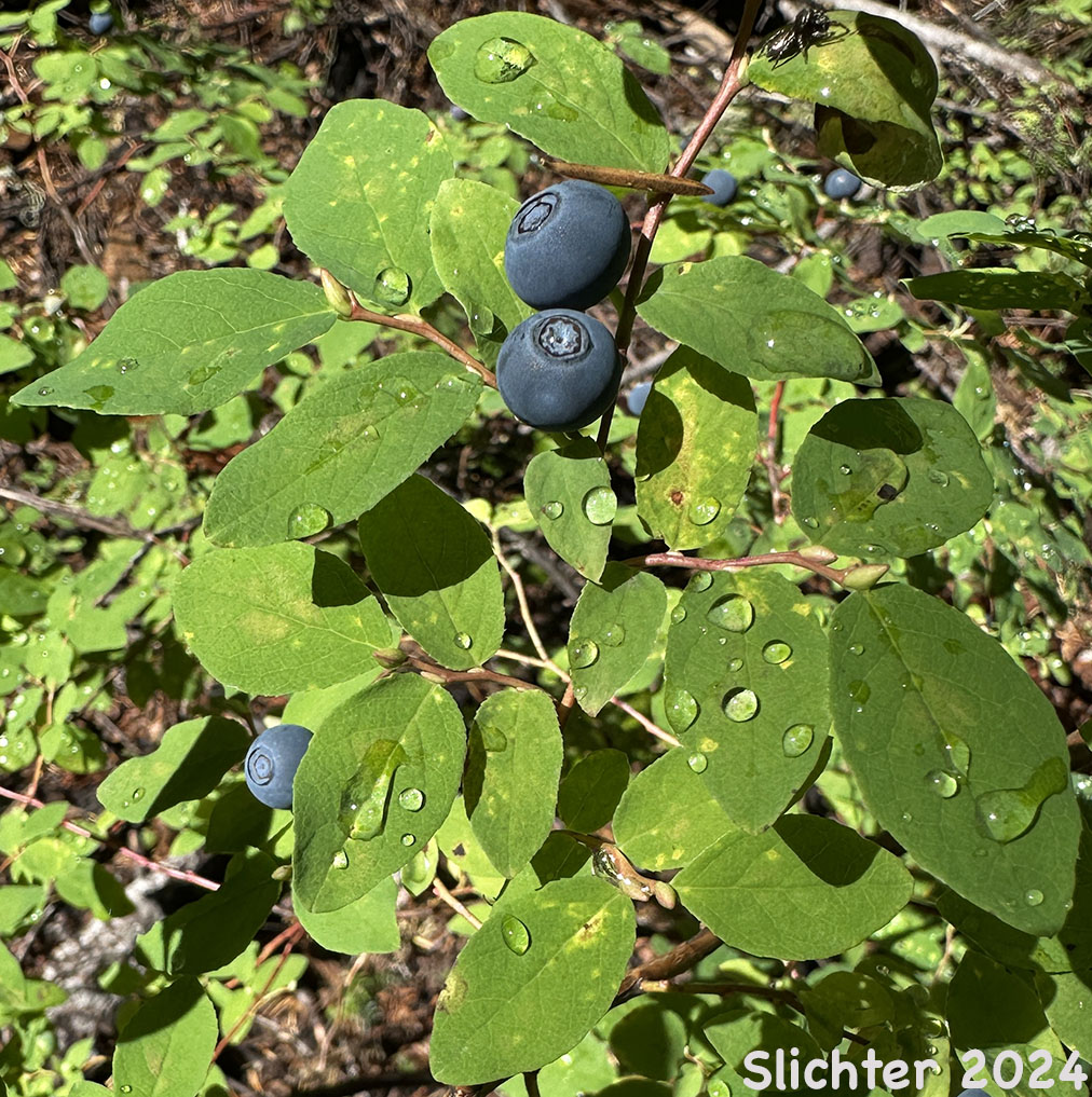 Fruits of Alaska Blueberry, Early Blueberry, Oval-leaf Blueberry, Oval-leaf Huckleberry: Vaccinium ovalifolium (Synonyms: Vaccinium alaskaense, Vaccinium alaskense)