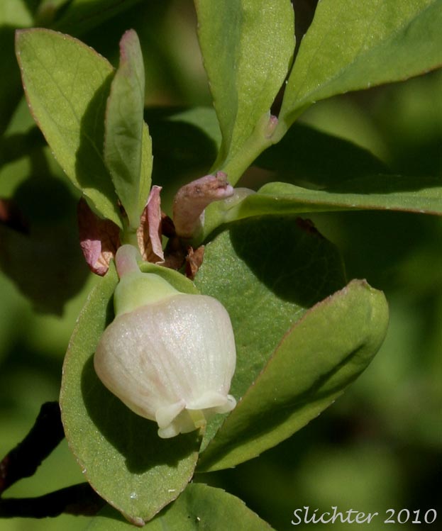 Alaska Blueberry, Early Blueberry, Oval-leaf Blueberry, Oval-leaf Huckleberry: Vaccinium ovalifolium (Synonyms: Vaccinium alaskaense, Vaccinium alaskense)
