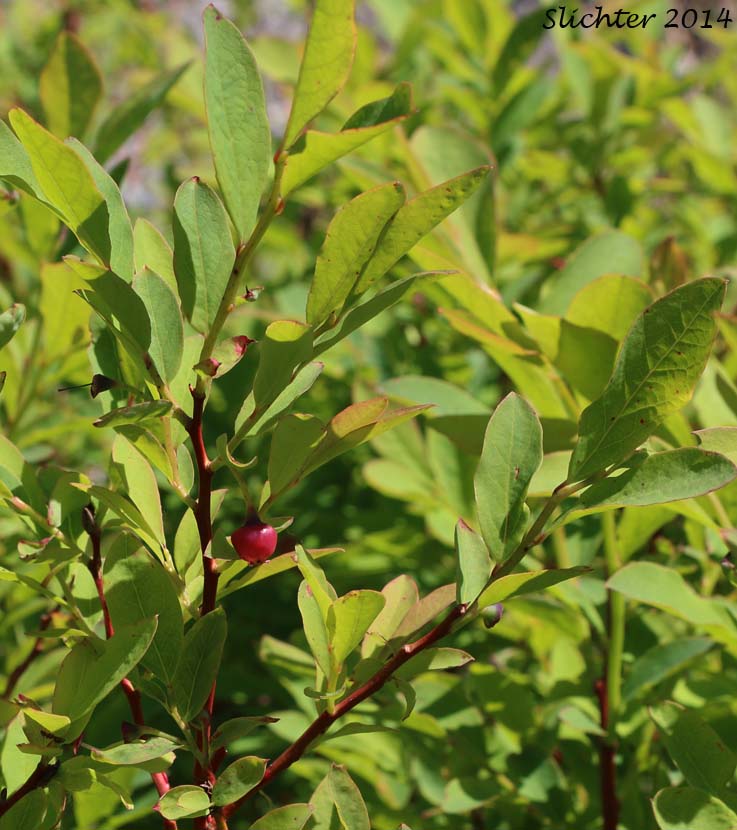 Alaska Blueberry, Early Blueberry, Oval-leaf Blueberry, Oval-leaf Huckleberry: Vaccinium ovalifolium (Synonyms: Vaccinium alaskaense, Vaccinium alaskense)