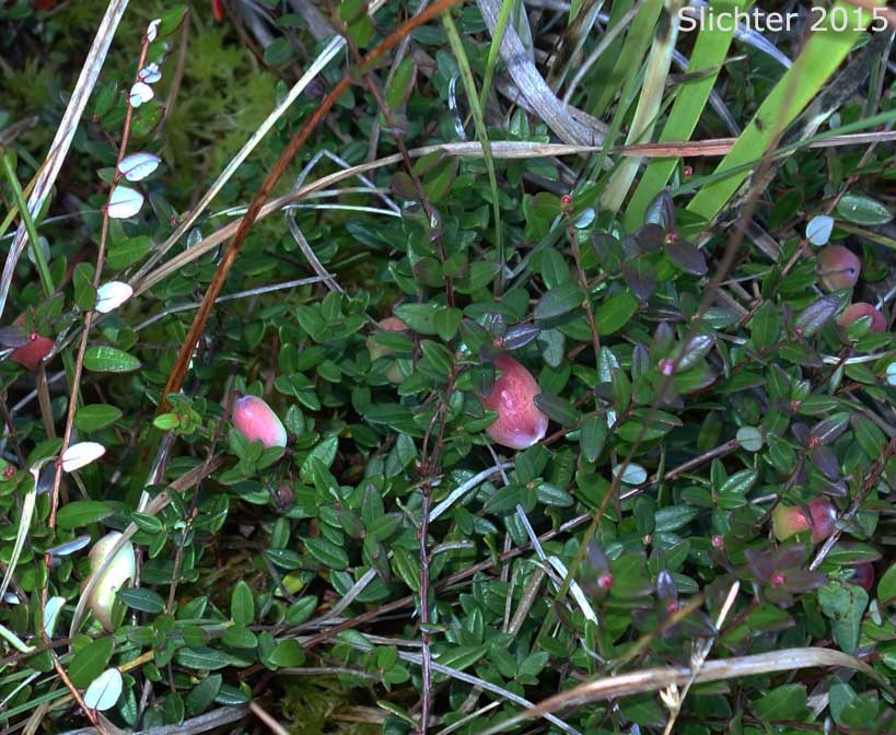 Wild Cranberry, Swamp Cranberry, Small Cranberry: Vaccinium oxycoccos (Synonyms: Oxycoccus hagerupii, Oxycoccus intermedius, Oxycoccus microcarpos, Oxycoccus ovalifolius, Oxycoccus oxycoccos, Oxycoccus palustris, Oxycoccus palustris ssp. microphyllus, Oxycoccus palustris var. intermedium, Oxycoccus palustris var. intermedius, Oxycoccus palustris var. ovalifolius, Oxycoccus quadripetalus, Oxycoccus quadripetalus var. microphyllus, Vaccinium microcarpos, Vaccinium oxycoccos ssp. microphyllum, Vaccinium oxycoccos var. intermedium, Vaccinium oxycoccos var. microphyllum, Vaccinium oxycoccos var. ovalifolium)