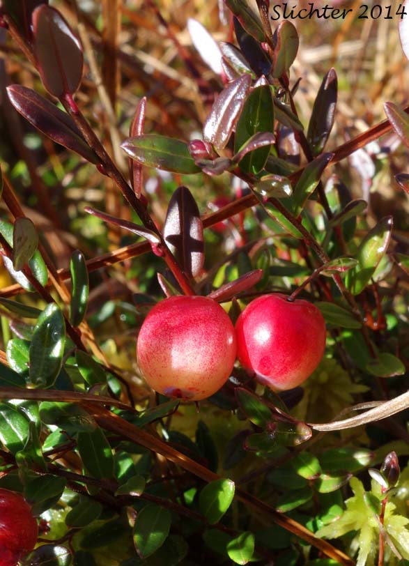 Wild Cranberry, Swamp Cranberry, Small Cranberry: Vaccinium oxycoccos (Synonyms: Oxycoccus hagerupii, Oxycoccus intermedius, Oxycoccus microcarpos, Oxycoccus ovalifolius, Oxycoccus oxycoccos, Oxycoccus palustris, Oxycoccus palustris ssp. microphyllus, Oxycoccus palustris var. intermedium, Oxycoccus palustris var. intermedius, Oxycoccus palustris var. ovalifolius, Oxycoccus quadripetalus, Oxycoccus quadripetalus var. microphyllus, Vaccinium microcarpos, Vaccinium oxycoccos ssp. microphyllum, Vaccinium oxycoccos var. intermedium, Vaccinium oxycoccos var. microphyllum, Vaccinium oxycoccos var. ovalifolium)