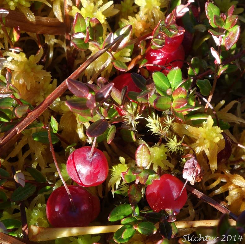 Wild Cranberry, Swamp Cranberry, Small Cranberry: Vaccinium oxycoccos (Synonyms: Oxycoccus hagerupii, Oxycoccus intermedius, Oxycoccus microcarpos, Oxycoccus ovalifolius, Oxycoccus oxycoccos, Oxycoccus palustris, Oxycoccus palustris ssp. microphyllus, Oxycoccus palustris var. intermedium, Oxycoccus palustris var. intermedius, Oxycoccus palustris var. ovalifolius, Oxycoccus quadripetalus, Oxycoccus quadripetalus var. microphyllus, Vaccinium microcarpos, Vaccinium oxycoccos ssp. microphyllum, Vaccinium oxycoccos var. intermedium, Vaccinium oxycoccos var. microphyllum, Vaccinium oxycoccos var. ovalifolium)