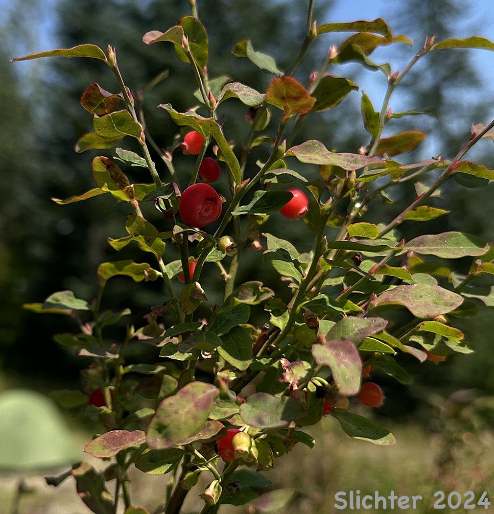 Red Huckleberry, Red Bilberry: Vaccinium parvifolium