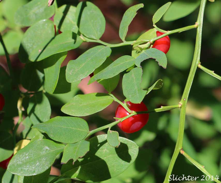 Red Huckleberry, Red Bilberry: Vaccinium parvifolium