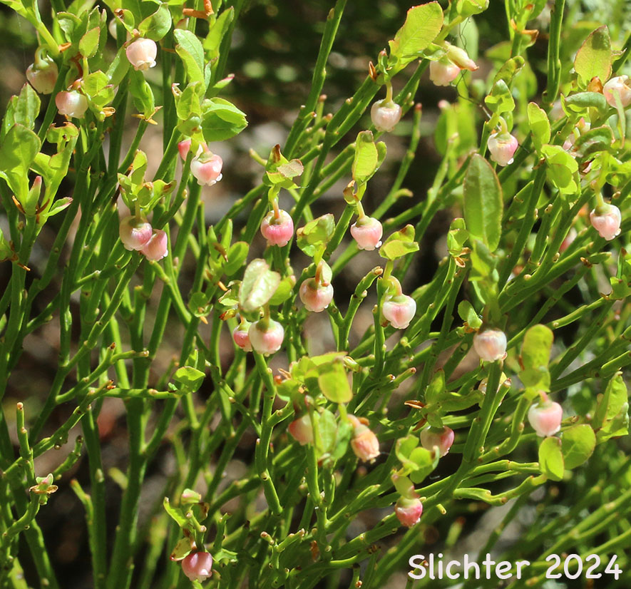 Grouseberry, Whortleberry, Grouse Whortleberry: Vaccinium scoparium (Synonyms: Vaccinium erythrococcum, Vaccinium myrtillus var. microphyllum)