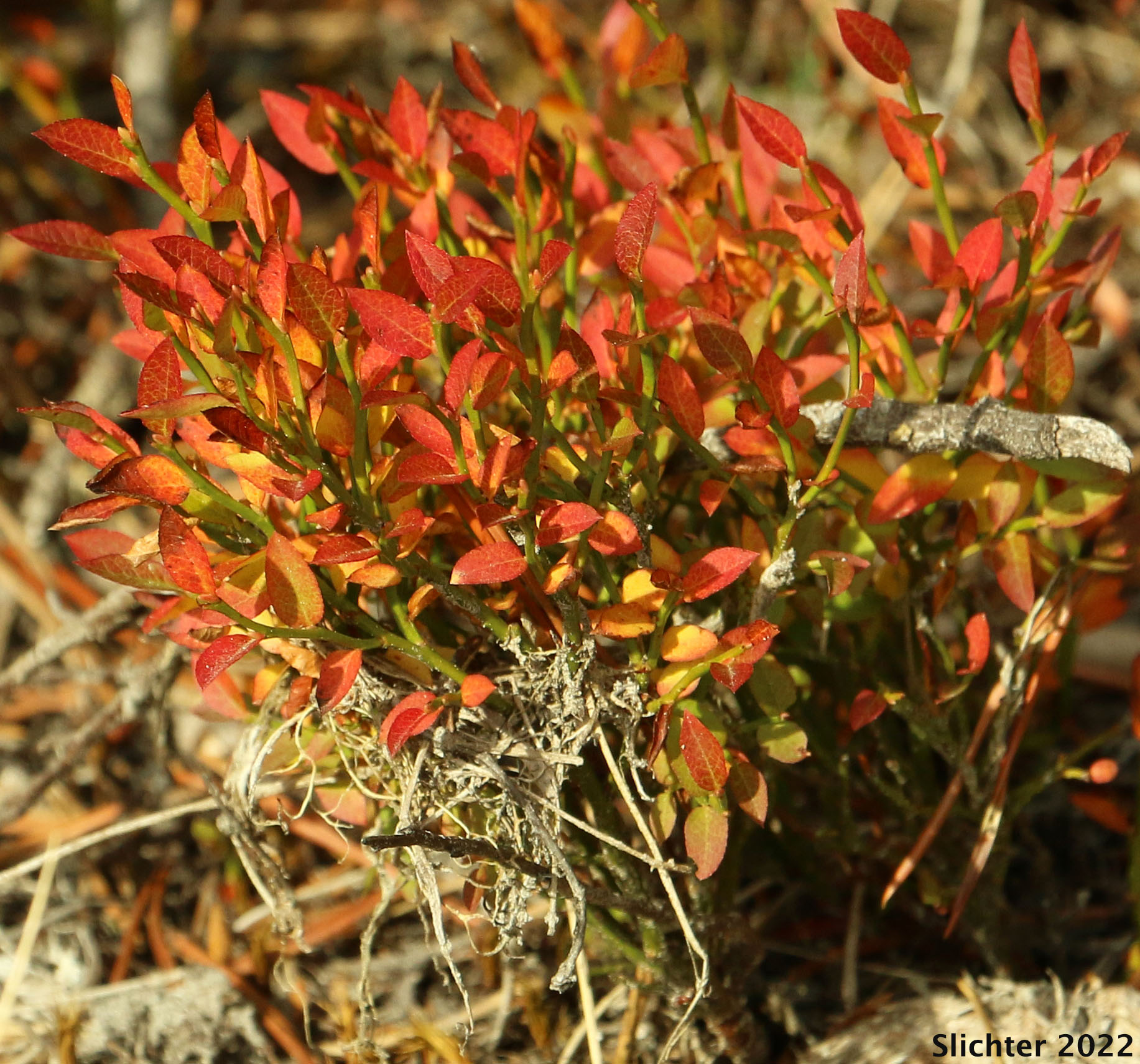 Fall colors of Grouseberry, Whortleberry, Grouse Whortleberry: Vaccinium scoparium (Synonyms: Vaccinium erythrococcum, Vaccinium myrtillus var. microphyllum)