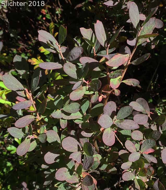 Bog Bilbery, Bog Blueberry: Vaccinium uliginosum (Synonyms: Vaccinium uliginosum ssp. alpinum, Vaccinium uliginosum ssp. gaultherioides, Vaccinium uliginosum ssp. microphyllum, Vaccinium uliginosum ssp. occidentale, Vaccinium uliginosum ssp. pedris, Vaccinium uliginosum ssp. pubescens, Vaccinium uliginosum var. alpinum, Vaccinium uliginosum var. salicinum)