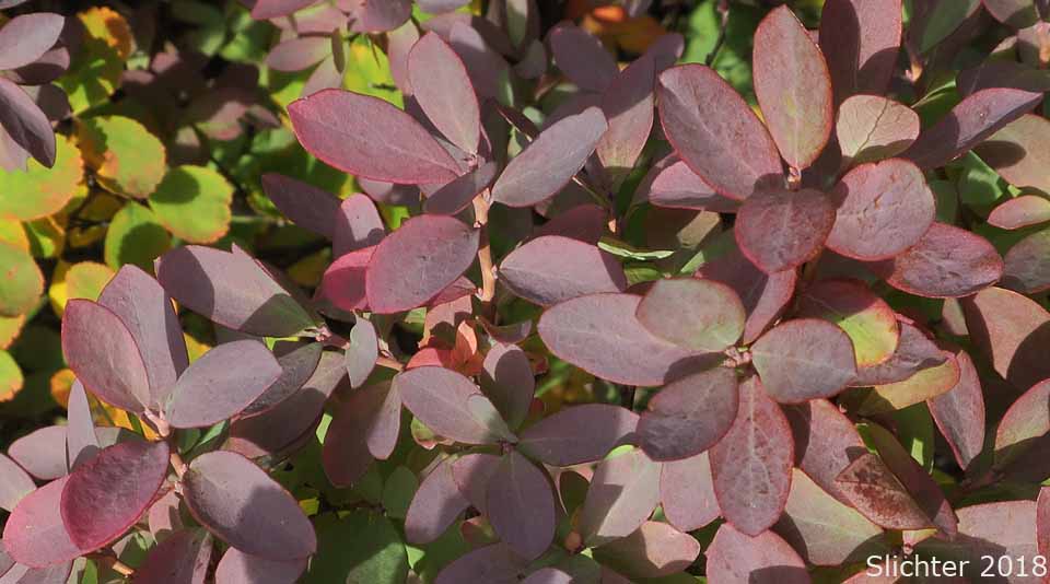 Bog Bilbery, Bog Blueberry: Vaccinium uliginosum (Synonyms: Vaccinium uliginosum ssp. alpinum, Vaccinium uliginosum ssp. gaultherioides, Vaccinium uliginosum ssp. microphyllum, Vaccinium uliginosum ssp. occidentale, Vaccinium uliginosum ssp. pedris, Vaccinium uliginosum ssp. pubescens, Vaccinium uliginosum var. alpinum, Vaccinium uliginosum var. salicinum)