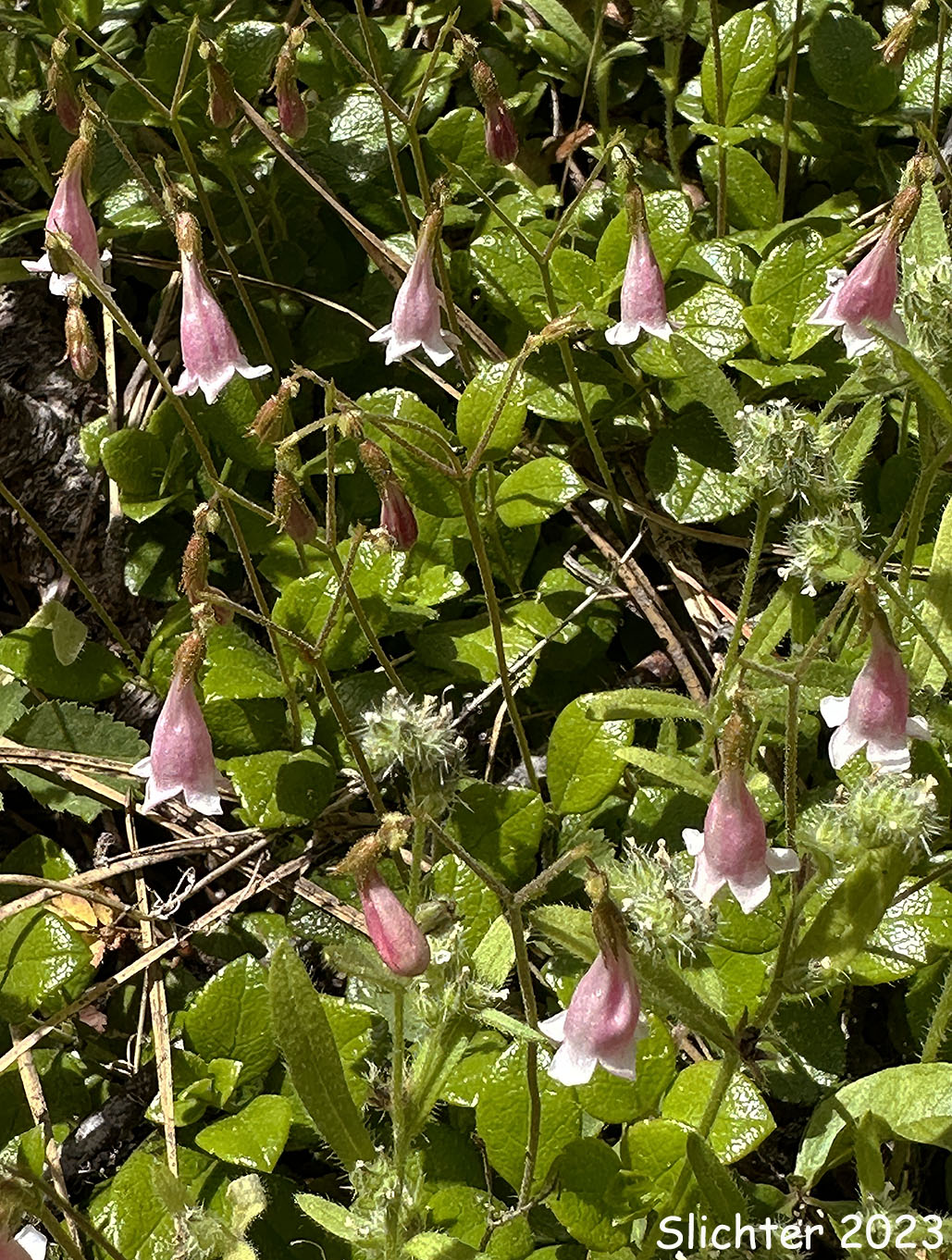 Longtube Twinflower, Western Twinflower: Linnaea borealis var. longiflora (Synonyms: Linnaea americana, Linnaea borealis ssp. americana, Linnaea borealis var. americana, Linnaea borealis ssp. longiflora, Linnaea longiflora)