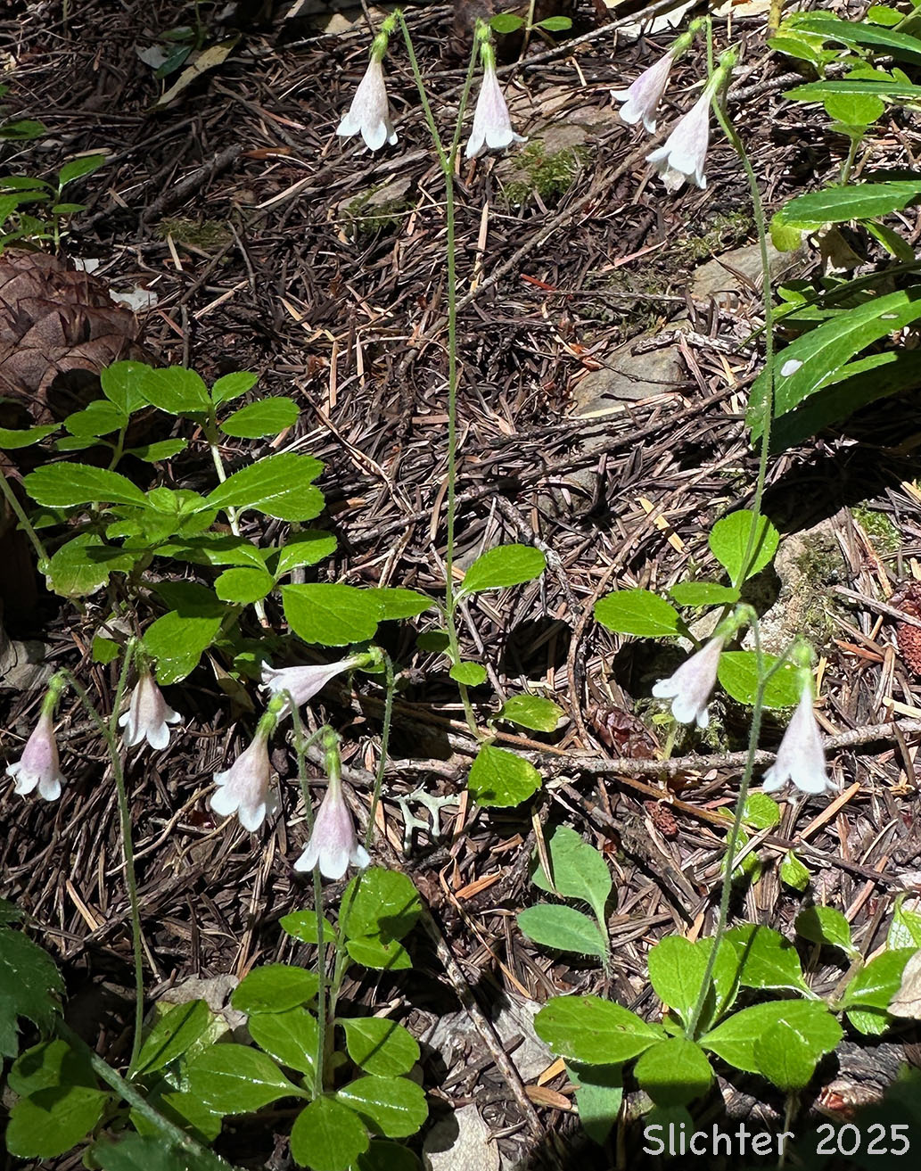 Longtube Twinflower, Western Twinflower: Linnaea borealis var. longiflora (Synonyms: Linnaea americana, Linnaea borealis ssp. americana, Linnaea borealis var. americana, Linnaea borealis ssp. longiflora, Linnaea longiflora)