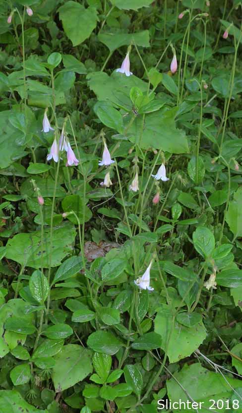 Longtube Twinflower, Western Twinflower: Linnaea borealis var. longiflora (Synonyms: Linnaea americana, Linnaea borealis ssp. americana, Linnaea borealis var. americana, Linnaea borealis ssp. longiflora, Linnaea longiflora)