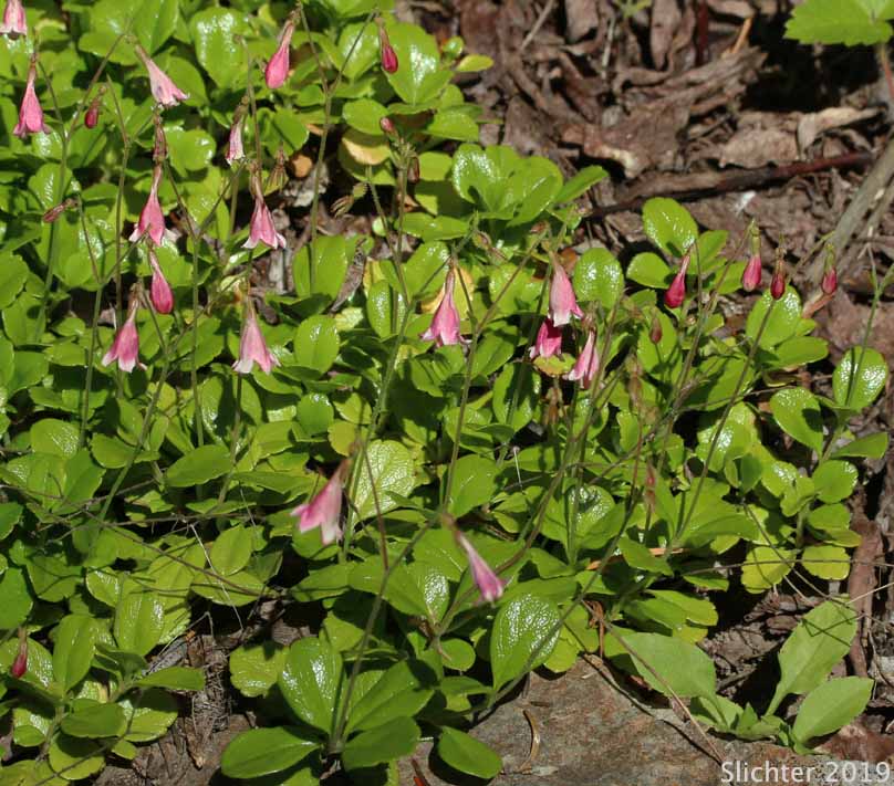 Longtube Twinflower, Western Twinflower: Linnaea borealis var. longiflora (Synonyms: Linnaea americana, Linnaea borealis ssp. americana, Linnaea borealis var. americana, Linnaea borealis ssp. longiflora, Linnaea longiflora)