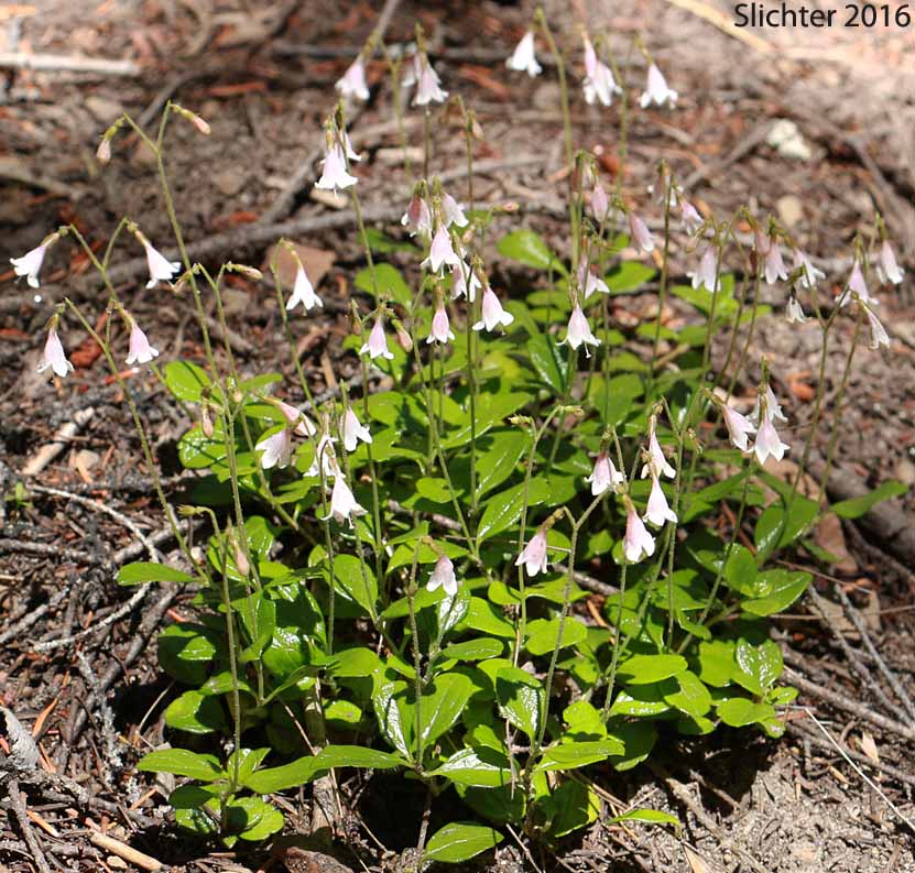 Longtube Twinflower, Western Twinflower: Linnaea borealis var. longiflora (Synonyms: Linnaea americana, Linnaea borealis ssp. americana, Linnaea borealis var. americana, Linnaea borealis ssp. longiflora, Linnaea longiflora)