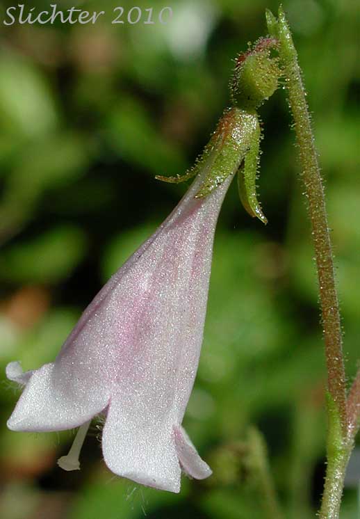 Flower of American Twinflower, Longtube Twinflower, Western Twinflower: Linnaea borealis var. longiflora (Synonyms: Linnaea americana, Linnaea borealis ssp. americana, Linnaea borealis ssp. longiflora, Linnaea borealis var. americana)