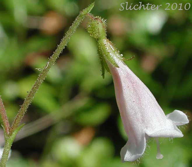 Flower of American Twinflower, Longtube Twinflower, Western Twinflower: Linnaea borealis var. longiflora (Synonyms: Linnaea americana, Linnaea borealis ssp. americana, Linnaea borealis ssp. longiflora, Linnaea borealis var. americana)
