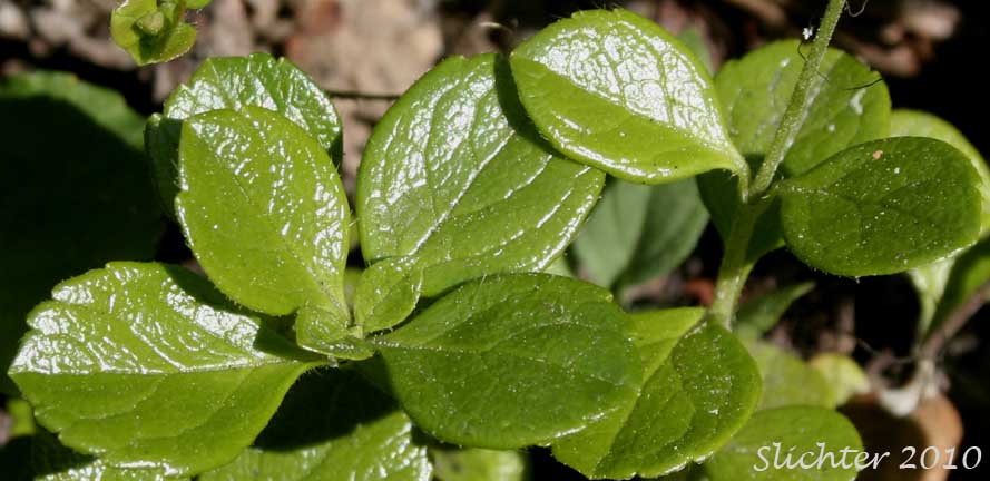 Close-up of the basal leaves of American Twinflower, Northern Twinflower, Twin Flower: Linnaea borealis