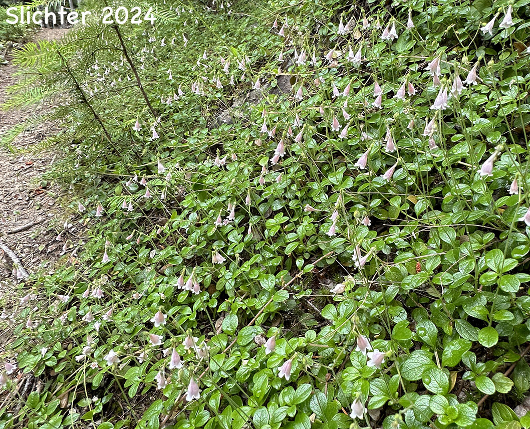 Habitat of Longtube Twinflower, Western Twinflower: Linnaea borealis var. longiflora (Synonyms: Linnaea americana, Linnaea borealis ssp. americana, Linnaea borealis var. americana, Linnaea borealis ssp. longiflora, Linnaea longiflora)