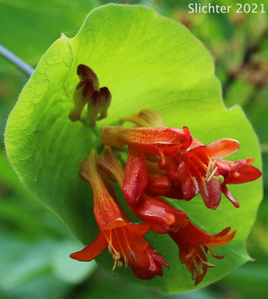 Twining Vine, Orange Honeysuckle, Northwest Honeysuckle, Trumpet Honeysuckle: Lonicera ciliosa