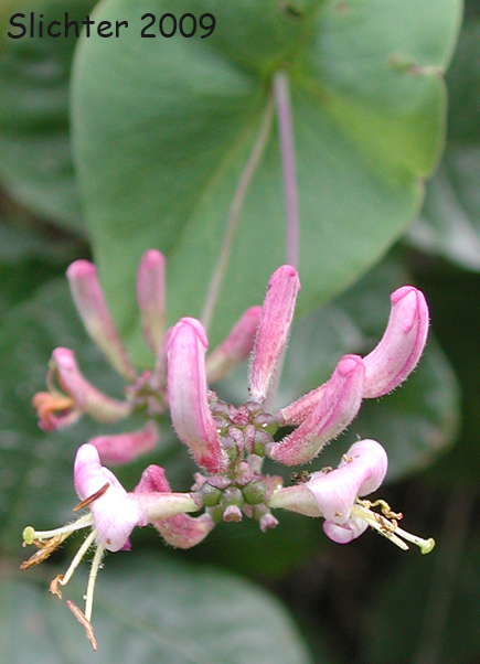Inflorescence of Hairy Honeysuckle, Pink Honeysuckle: Lonicera hispudula var. hispidula (Synonyms: Lonicera hispidula var. vacillans, Lonicera hispidula var. hispidula)