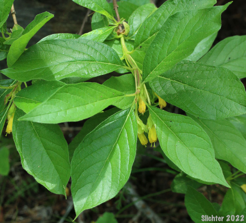 Black Twinberry, Twinberry Honeysuckle, Twinberry, Bearberry: Lonicera involucrata var. involucrata (Synonyms: Distegia involucrata, Lonicera involucrata var. flavescens, Xylosteum involucratum)