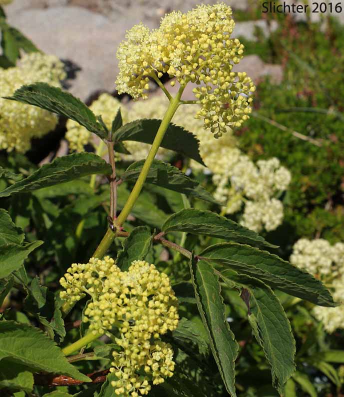 Black Elderberry, Rocky Mountain Elder: Sambucus racemosa var. melanocarpa (Synonyms: Sambucus melanocarpa, Sambucus racemosa var. melanocarpa)