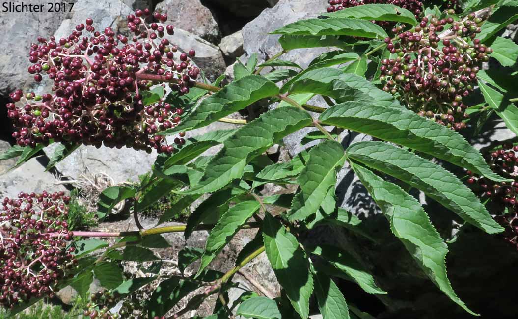 Black Elderberry, Rocky Mountain Elder: Sambucus racemosa var. melanocarpa (Synonyms: Sambucus melanocarpa, Sambucus racemosa var. melanocarpa)