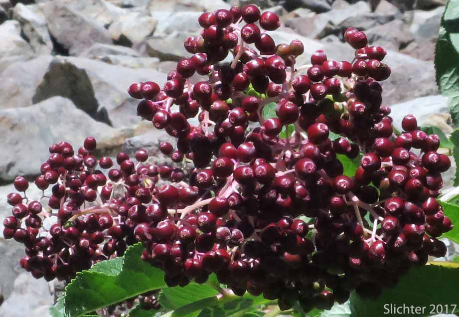 Fruits of Black Elderberry, Rocky Mountain Elder: Sambucus racemosa var. melanocarpa (Synonyms: Sambucus melanocarpa, Sambucus racemosa var. melanocarpa)