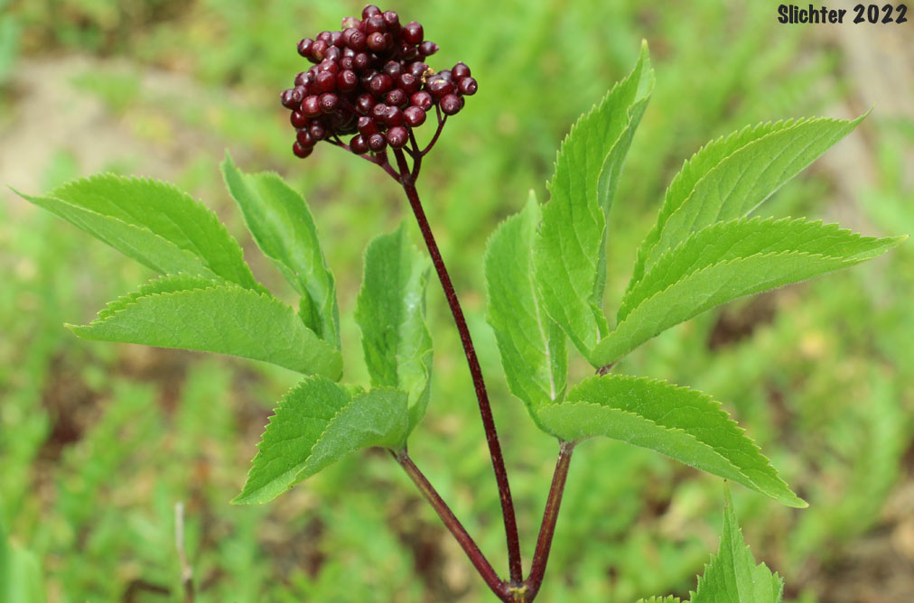 Maturing fruits of Black Elderberry, Rocky Mountain Elder: Sambucus racemosa var. melanocarpa (Synonyms: Sambucus melanocarpa, Sambucus racemosa var. melanocarpa)