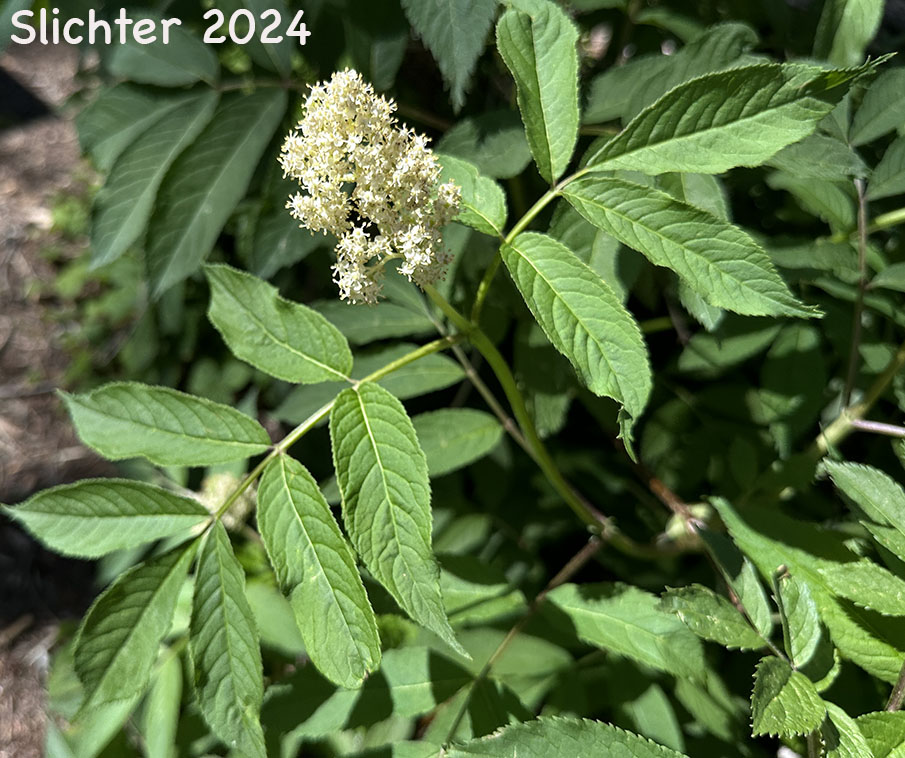 Inflorescence and leaves of Coast Red Elderberry, Pacific Red Elderberry, Red Elderberry: Sambucus racemosa var. racemosa (Synonyms: Sambucus callicarpa, Sambucus pubens, Sambucus pubens var. arborescens, Sambucus racemosa var. racemosa)