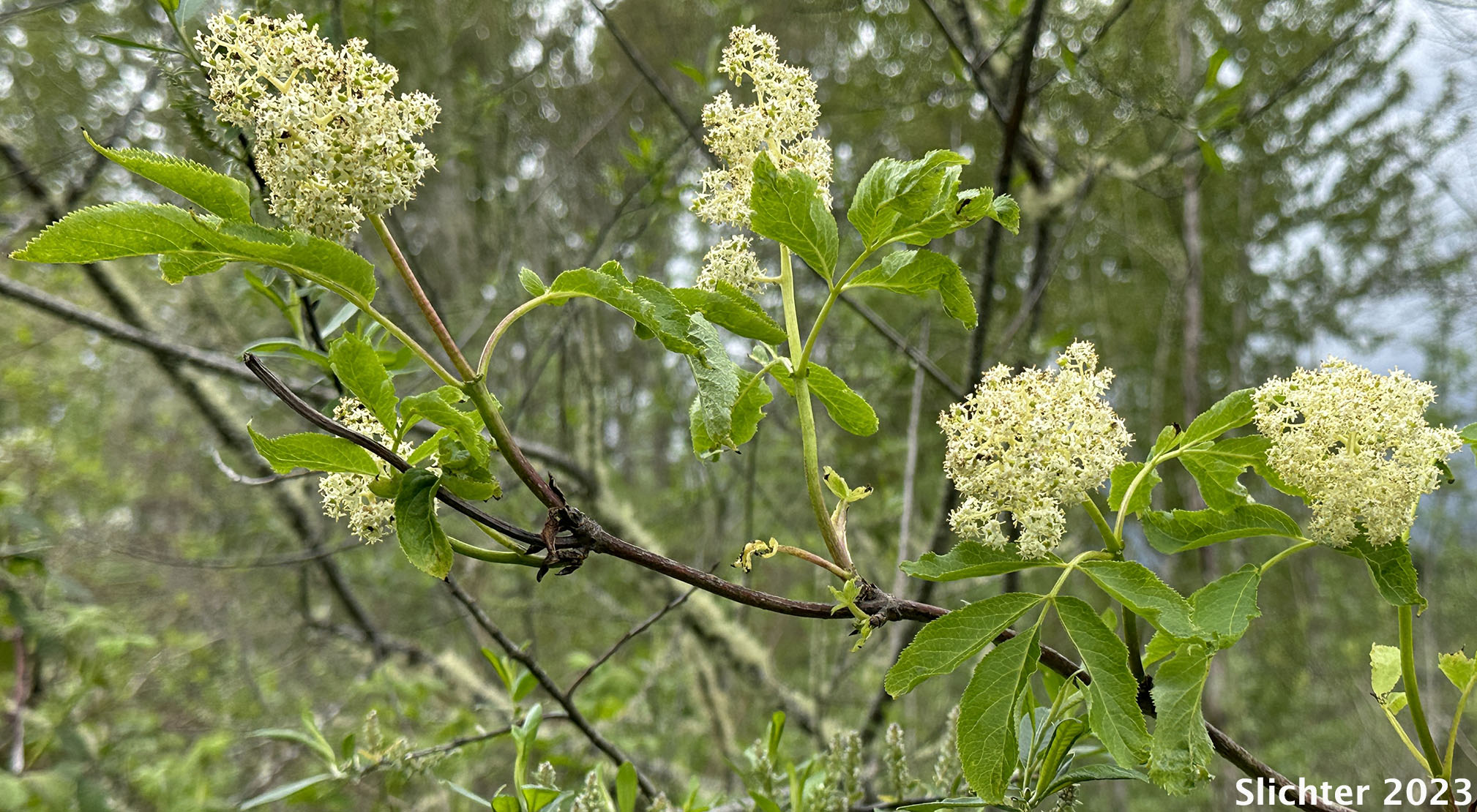 Coast Red Elderberry, Pacific Red Elderberry, Red Elderberry: Sambucus racemosa var. racemosa (Synonyms: Sambucus callicarpa, Sambucus pubens, Sambucus pubens var. arborescens, Sambucus racemosa var. racemosa)