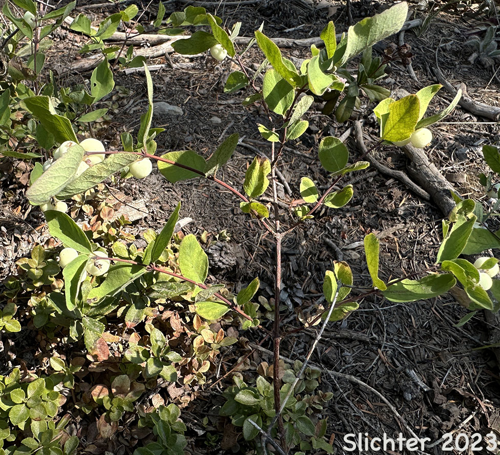 Maturing fruits of Creeping Snowberry, Sharpleaf Snowberry, Spreading Snowberry, Trailing Snowberry, Tripvine Snowberry: Symphoricarpos mollis (Synonyms: Symphoricarpos hesperius, Symphoricarpos mollis ssp. hesperius, Symphoricarpos mollis var. acutus, Symphoricarpos mollis var. hesperius, Symphoricarpos mollis var. mollis)